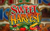 Sweet Harvest